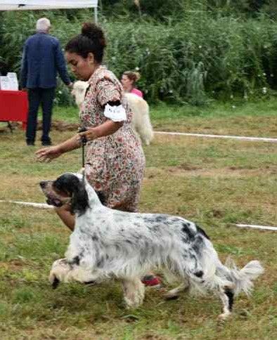 Des chiots de SAXO sont DISPONIBLES