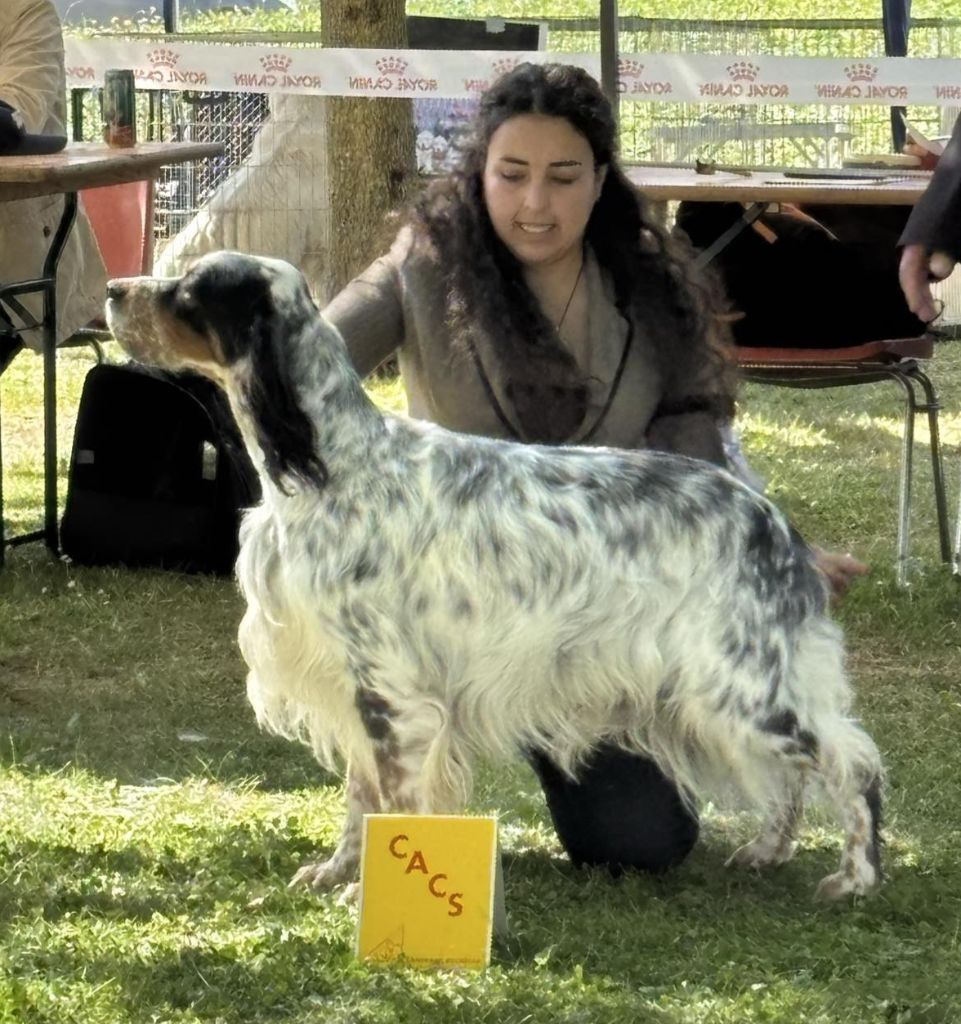 SAXO du FIEF de la GARENNE 