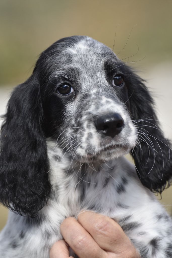 du fief de la Garenne - Chiots disponibles - Setter Anglais