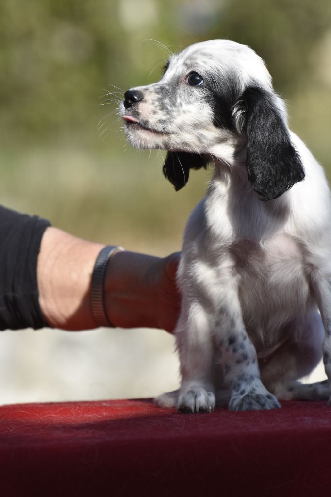 du fief de la Garenne - Chiots disponibles - Setter Anglais