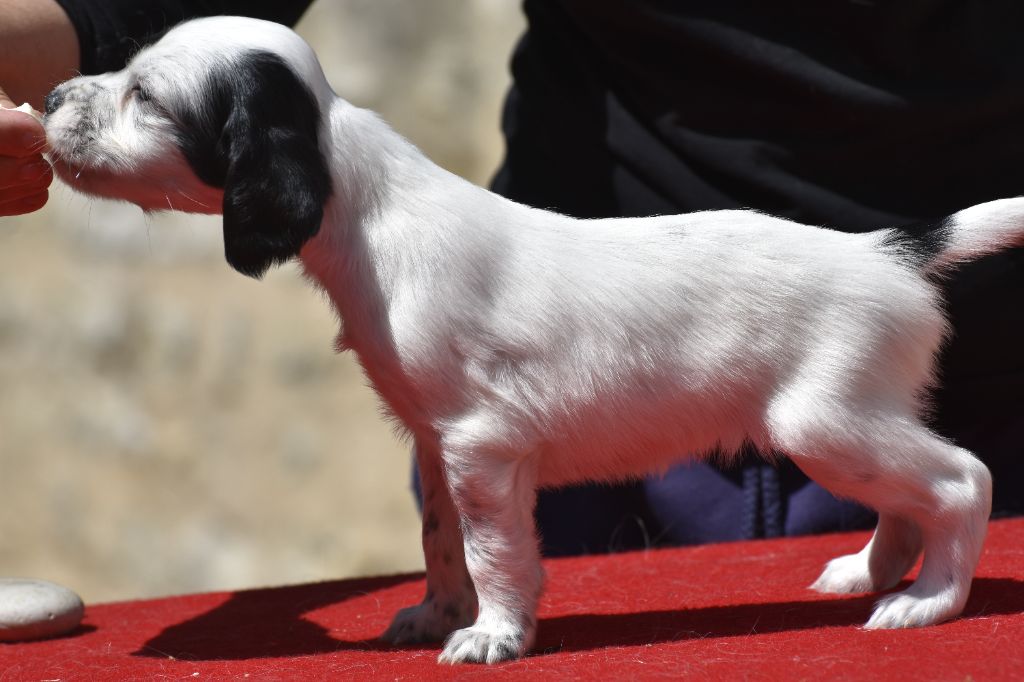 du fief de la Garenne - Chiots disponibles - Setter Anglais