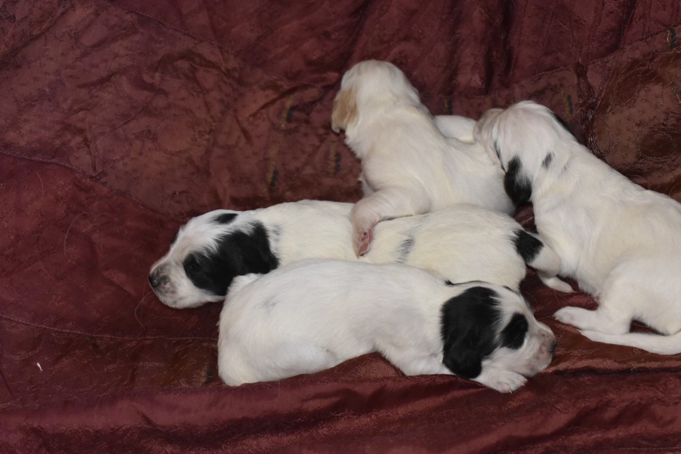 du fief de la Garenne - Chiots disponibles - Setter Anglais