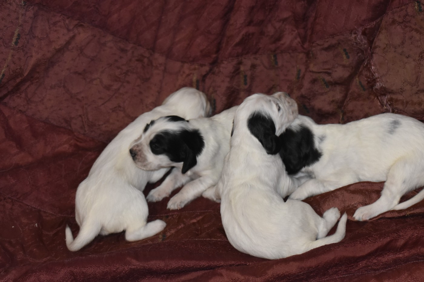 du fief de la Garenne - Chiots disponibles - Setter Anglais