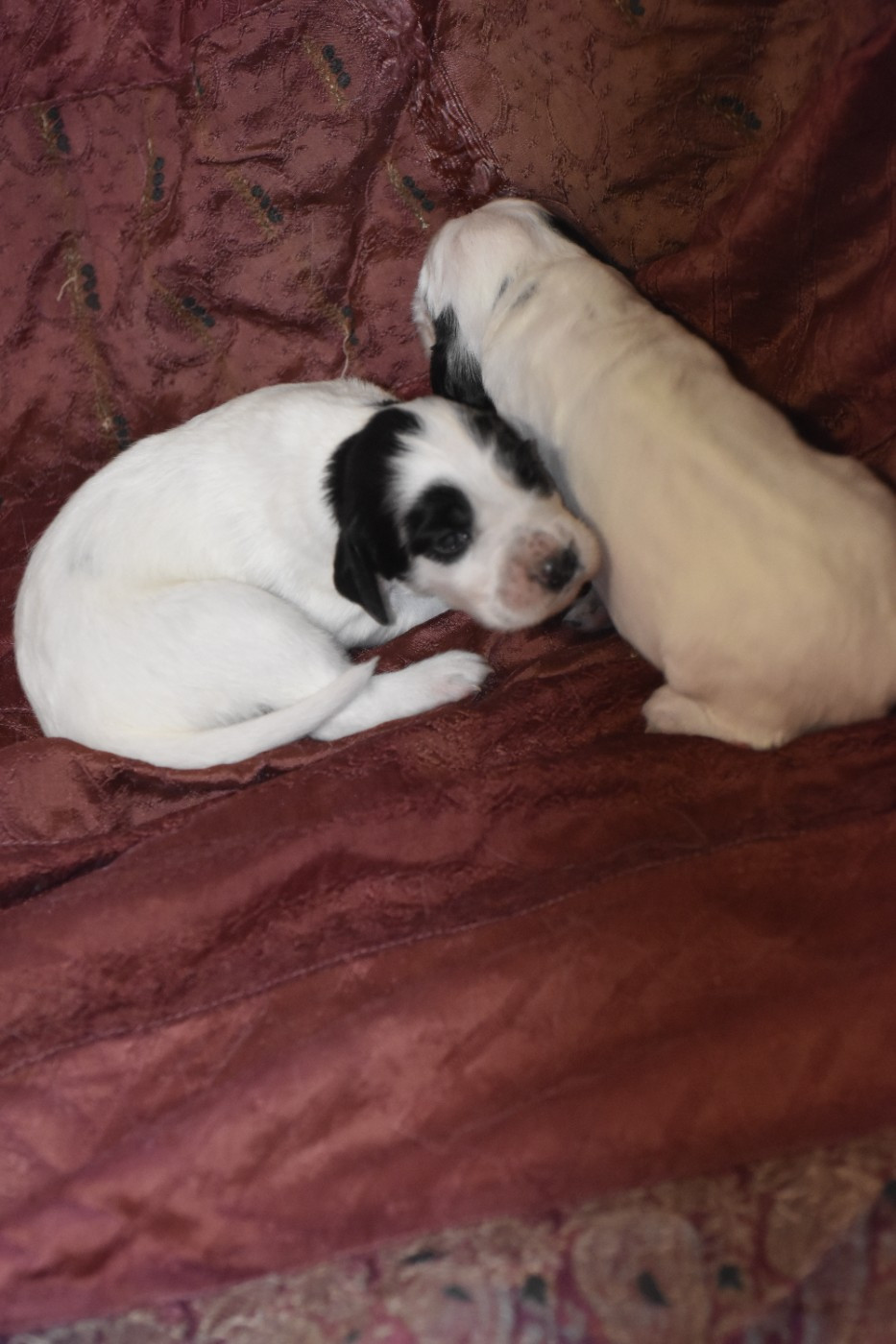 du fief de la Garenne - Chiots disponibles - Setter Anglais