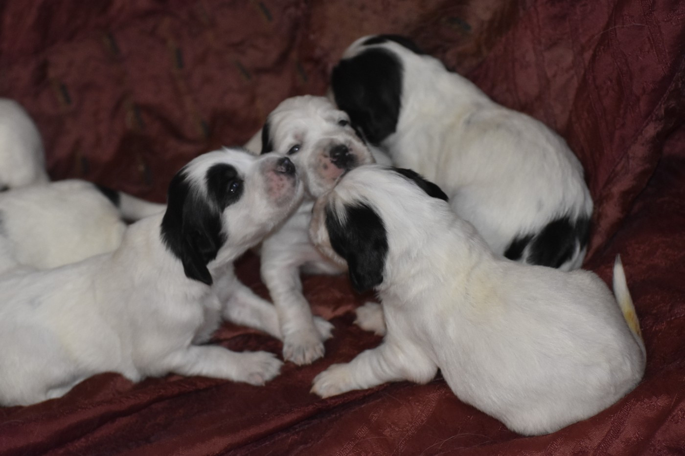 du fief de la Garenne - Chiots disponibles - Setter Anglais