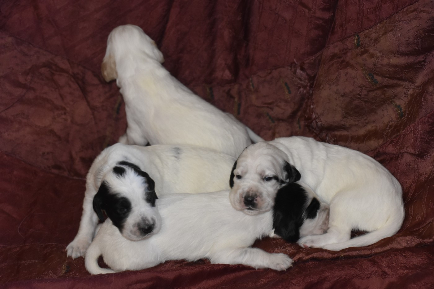 du fief de la Garenne - Chiots disponibles - Setter Anglais