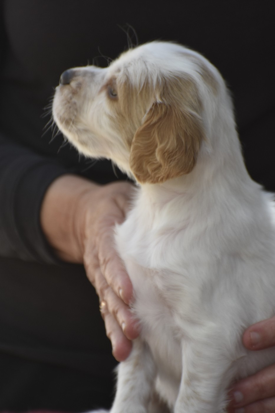 du fief de la Garenne - Chiots disponibles - Setter Anglais