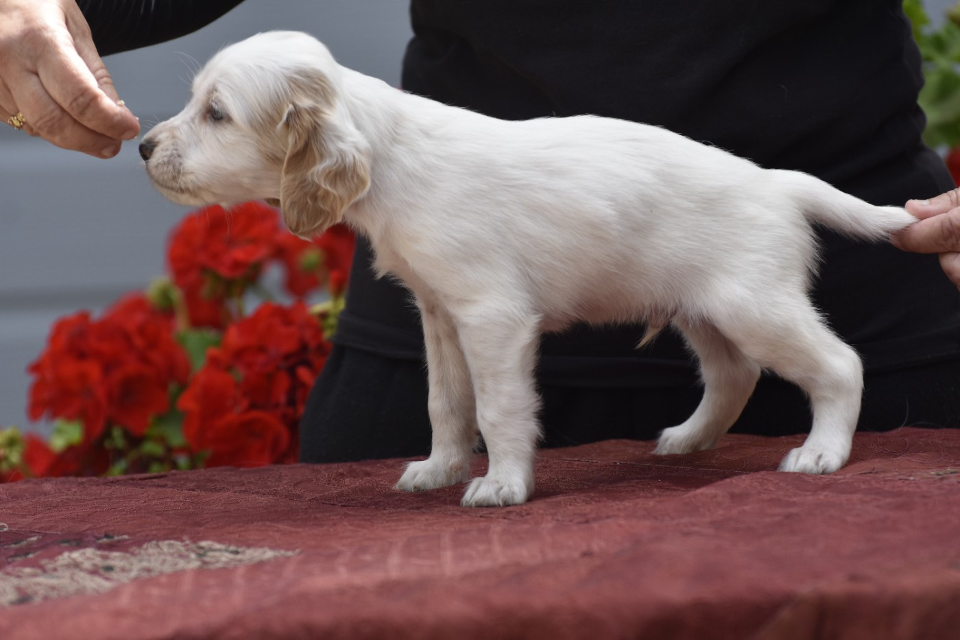 du fief de la Garenne - Chiots disponibles - Setter Anglais