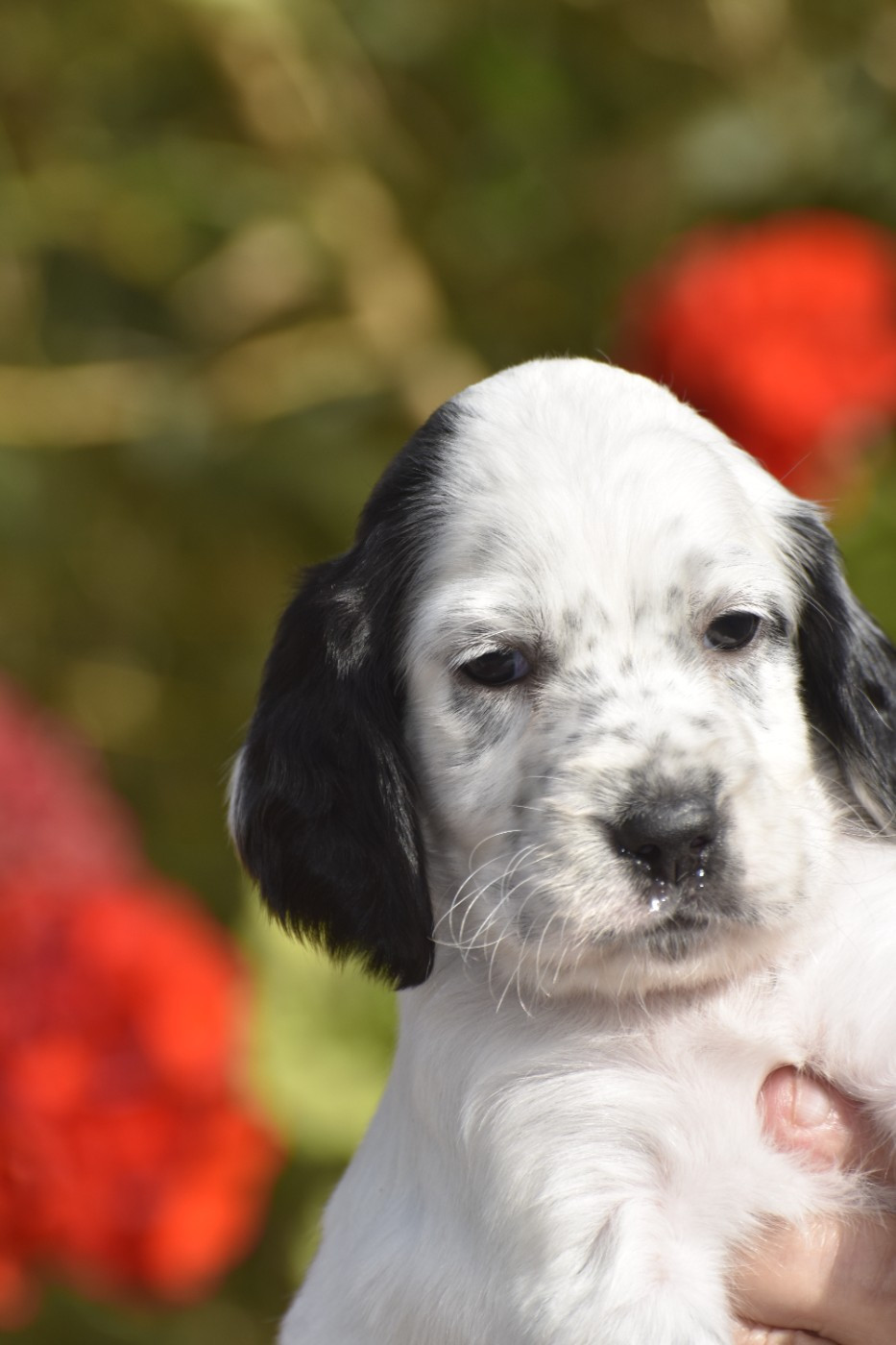 du fief de la Garenne - Chiots disponibles - Setter Anglais