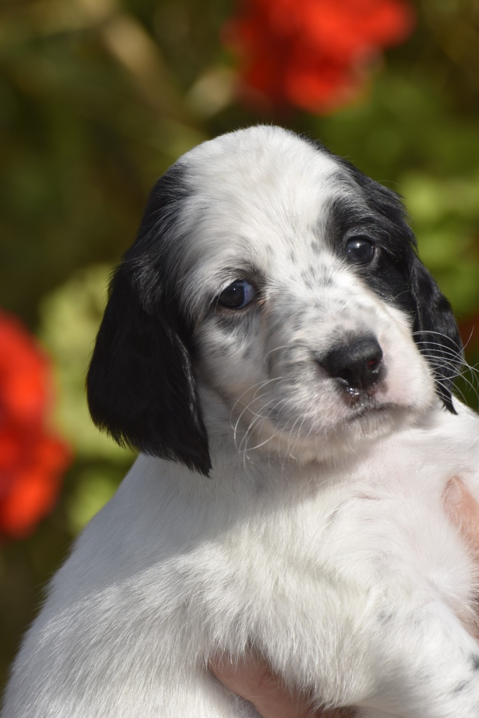 du fief de la Garenne - Chiots disponibles - Setter Anglais