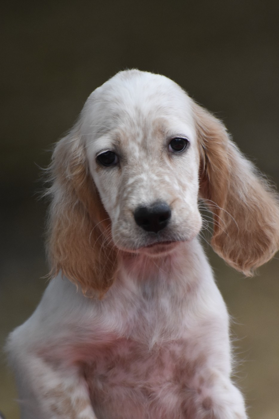 du fief de la Garenne - Chiots disponibles - Setter Anglais