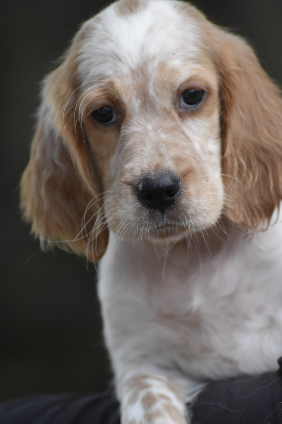 du fief de la Garenne - Chiots disponibles - Setter Anglais