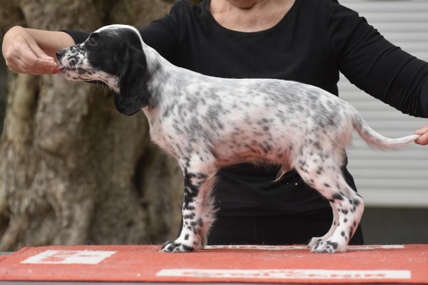 du fief de la Garenne - Chiots disponibles - Setter Anglais