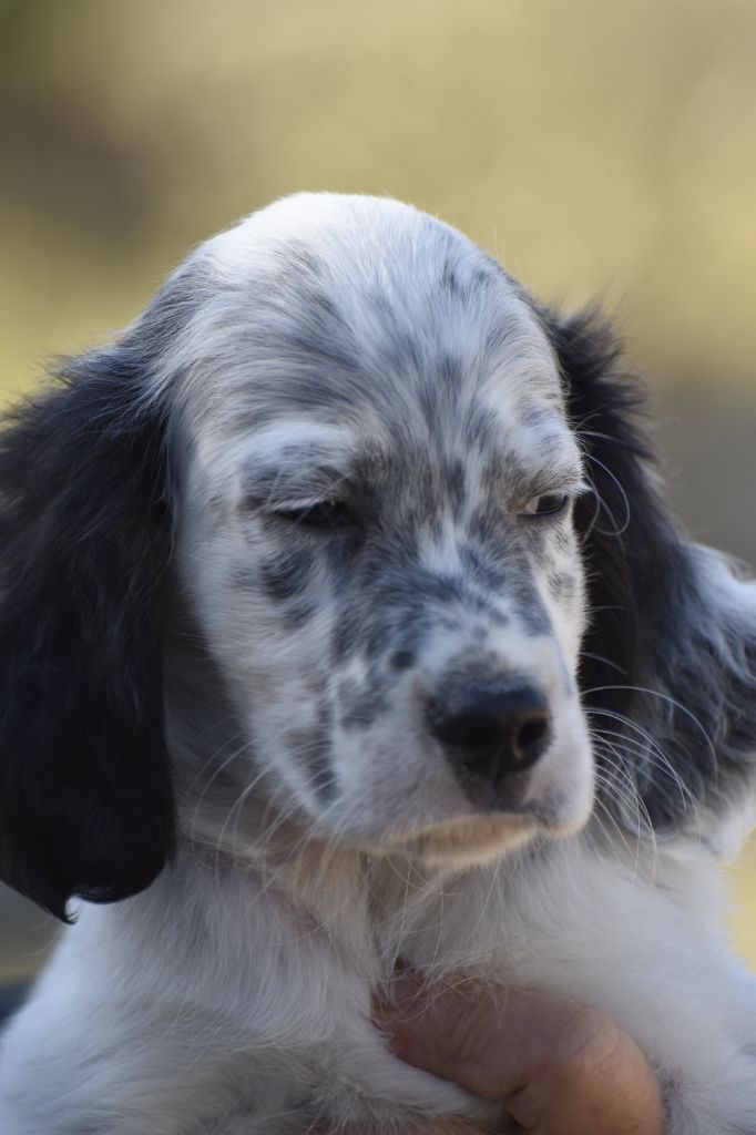 du fief de la Garenne - Chiots disponibles - Setter Anglais