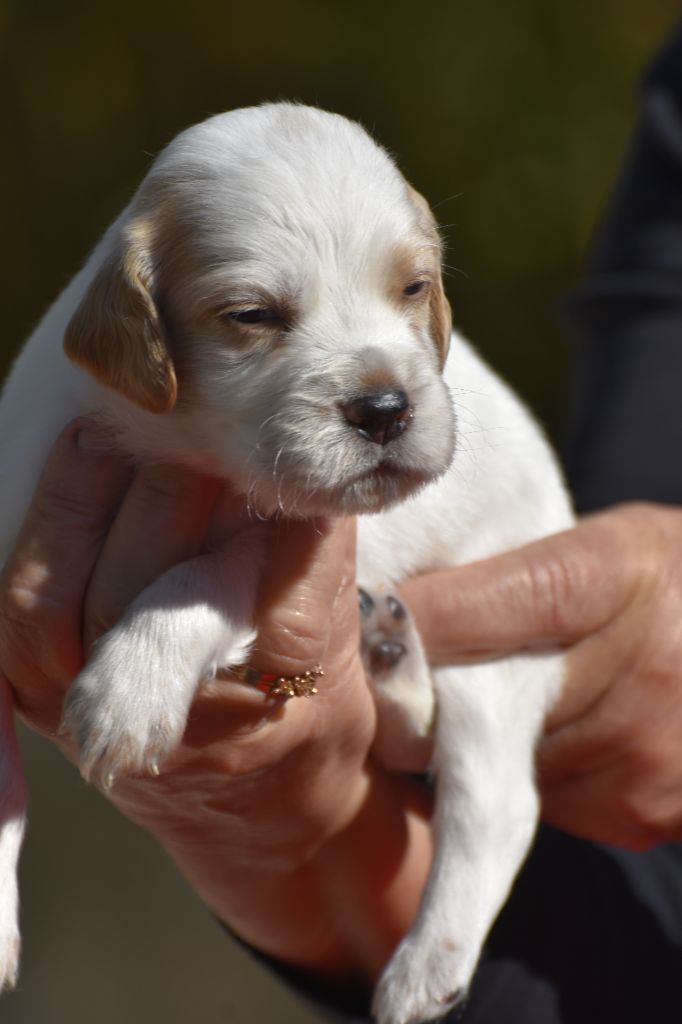 du fief de la Garenne - Chiots disponibles - Setter Anglais