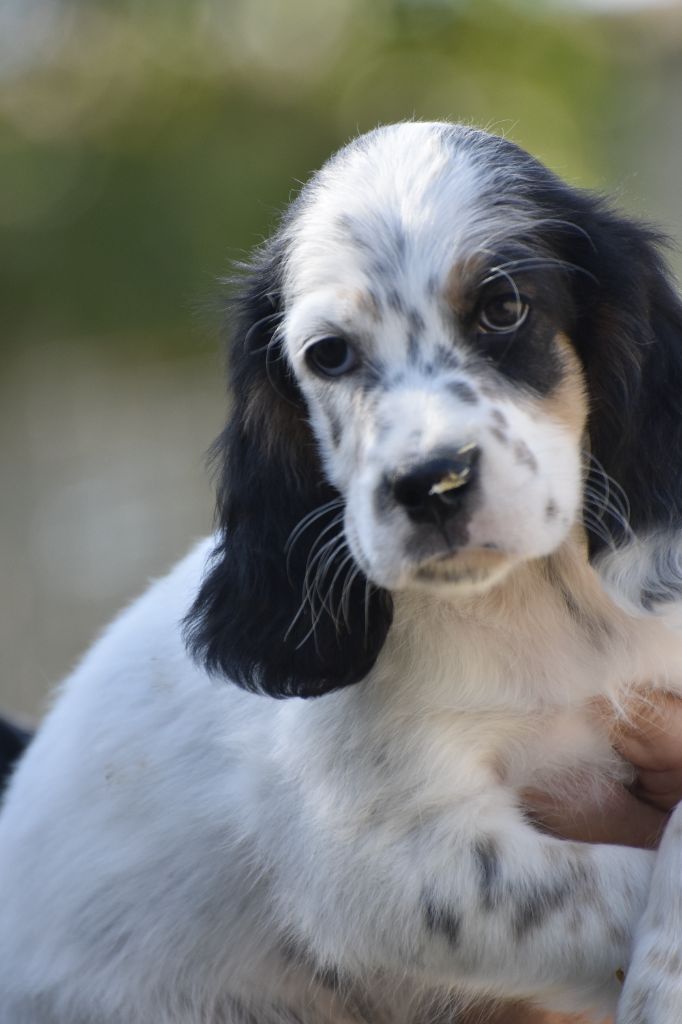 du fief de la Garenne - Chiots disponibles - Setter Anglais