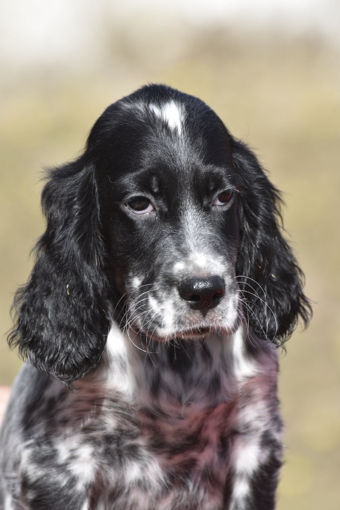 du fief de la Garenne - Chiots disponibles - Setter Anglais