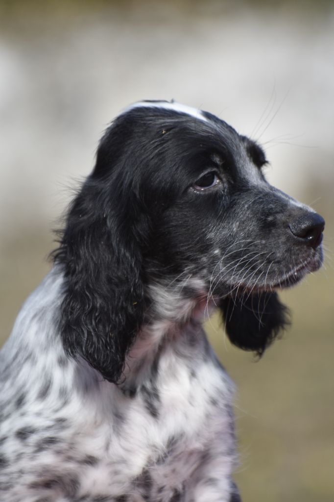 du fief de la Garenne - Chiots disponibles - Setter Anglais