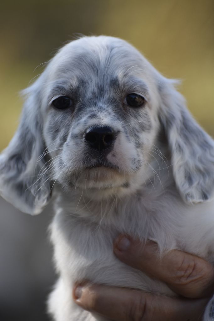 du fief de la Garenne - Chiots disponibles - Setter Anglais