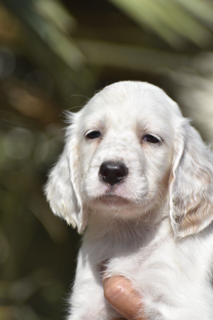 du fief de la Garenne - Chiots disponibles - Setter Anglais