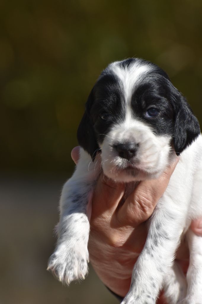 du fief de la Garenne - Chiots disponibles - Setter Anglais