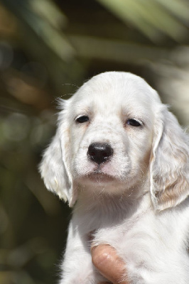 CHIOT 1