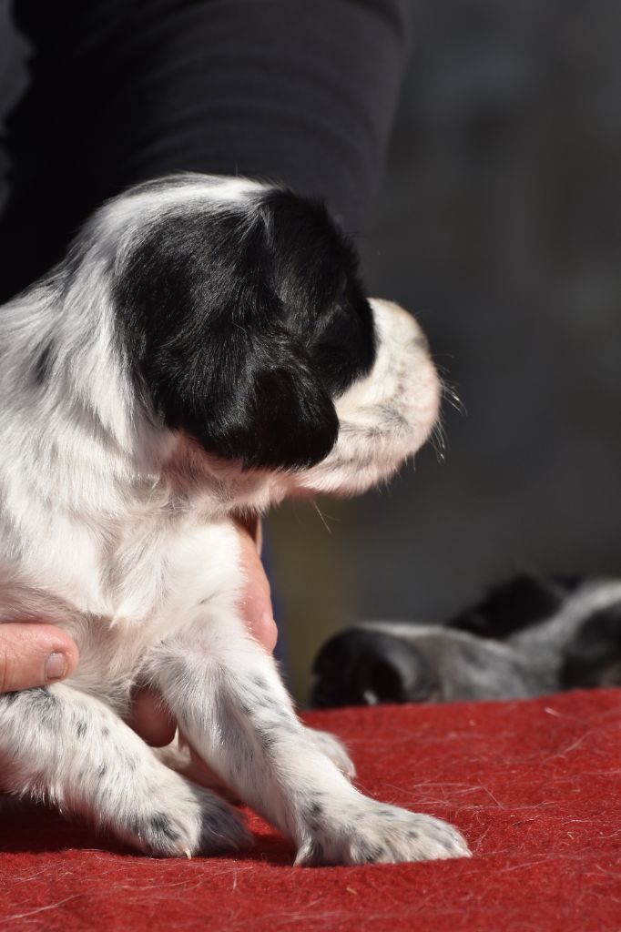 du fief de la Garenne - Chiots disponibles - Setter Anglais