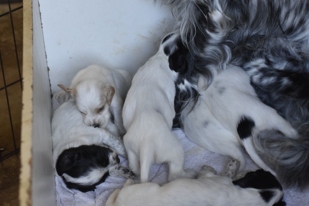 du fief de la Garenne - Chiots disponibles - Setter Anglais