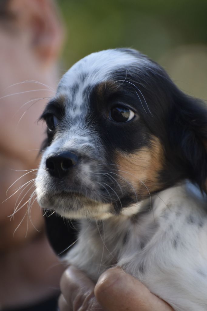 du fief de la Garenne - Chiots disponibles - Setter Anglais