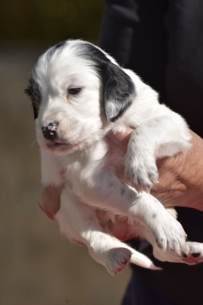du fief de la Garenne - Chiots disponibles - Setter Anglais