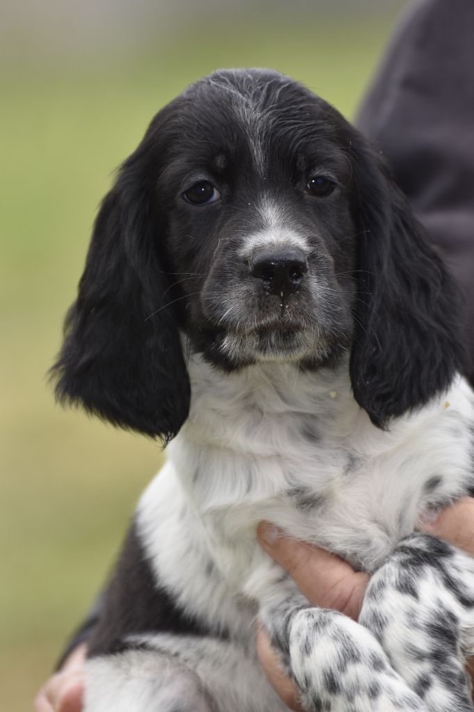 du fief de la Garenne - Chiots disponibles - Setter Anglais