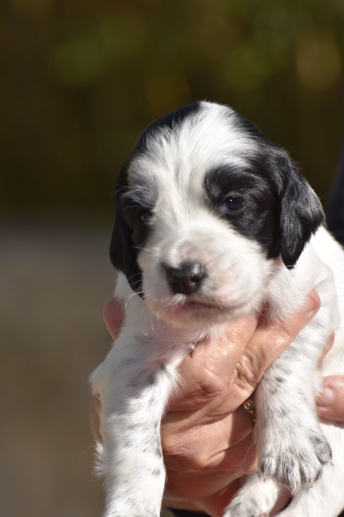 du fief de la Garenne - Chiots disponibles - Setter Anglais
