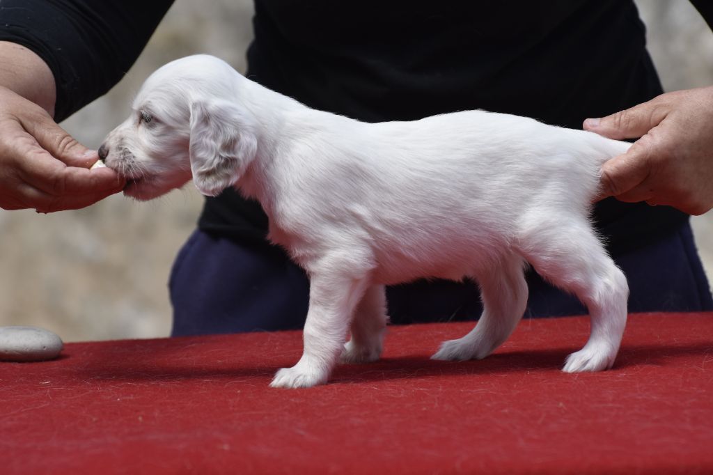 du fief de la Garenne - Chiots disponibles - Setter Anglais