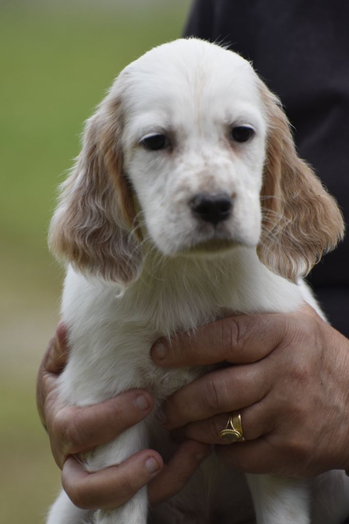 du fief de la Garenne - Chiots disponibles - Setter Anglais