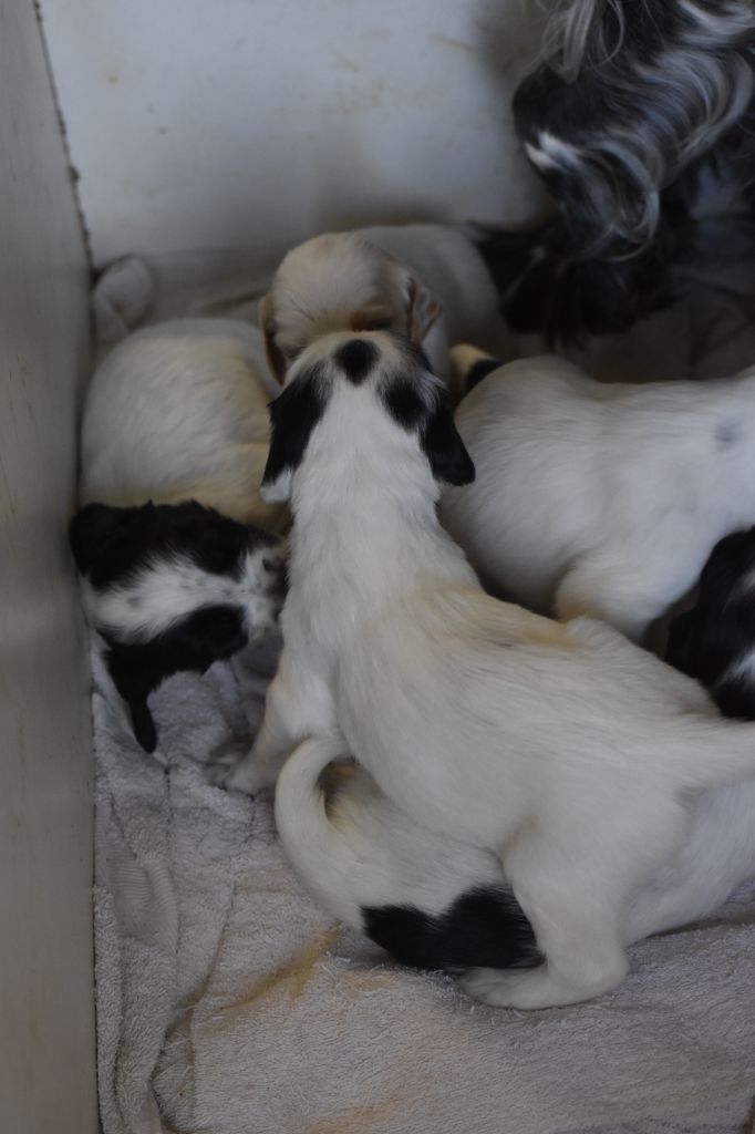 du fief de la Garenne - Chiots disponibles - Setter Anglais